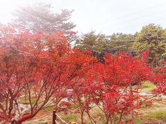 -广州市帽峰山景区