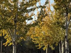 -汉长安城未央宫国家考古遗址公园