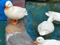 -栾川竹海野生动物园