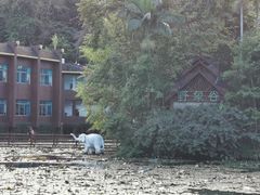 -野象谷景区