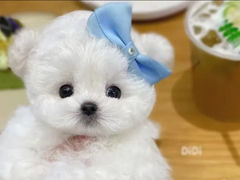 -唐小姐の猫狗洗护·购宠旗舰店(周浦万达店)