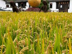 -溱湖国家湿地公园