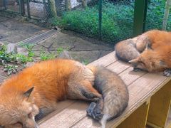 -宫城藏王狐狸村