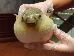 -肆月河豚·新淮扬(金融街店)