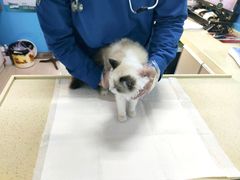 -康爱犬猫诊所·牙专科·骨外科·影像内科(丰宁店)