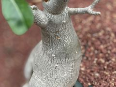 -北京植物园-展览温室