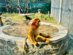 -西安秦岭野生动物园
