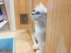 -屋虎猫馆(宝安大仟里店)