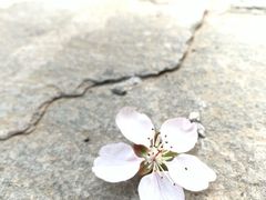 -香山公园