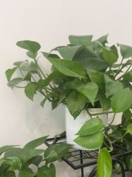 -玛尼瑜伽·普拉提