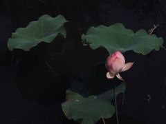 -陈家山荷花公园