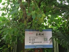 -呀路古热带植物园