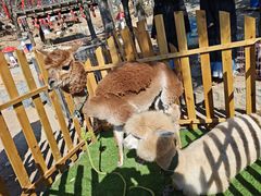 -沂蒙山旅游区云蒙景区(蒙山国家森林公园)