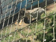 -西霞口神雕山野生动物世界