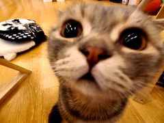 -猫咪派对(江南西店)
