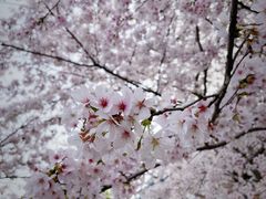 -顾村公园