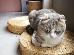 -猫儿山۰猫主题餐厅