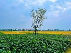 -中国天府农业博览园