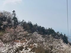 -大围山国家森林公园