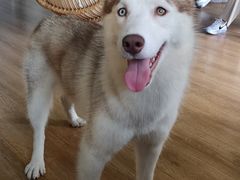 -Husky Go! 哈士奇体验馆·宠物咖啡厅狗咖