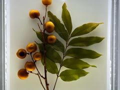 -广东中医药博物馆