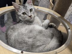 -楼上猫咖(罗湖店)