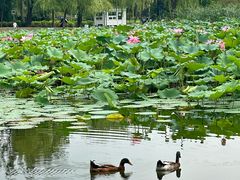-太阳宫公园