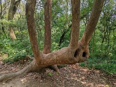 -上海佘山国家森林公园天马山园