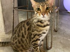 -more than meow吴止猫主题餐厅(承德 中船汇店)