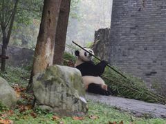 -都江堰中华大熊猫苑