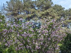 -铁山坪森林公园