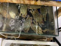 -阿杰臻选海鲜饭店(普陀山店)