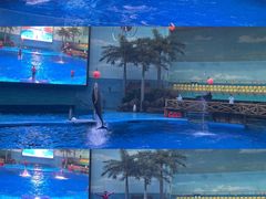 -海合安成都极地海洋公园