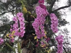 -深圳仙湖植物园