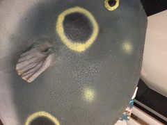 -肆月河豚·新淮扬(金融街店)