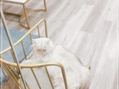 -BABIT巴比特宠物(MOMOPARK店)