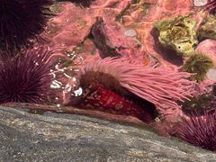 -西雅图水族馆