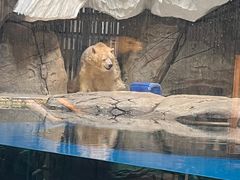 -海合安武汉极地海洋公园