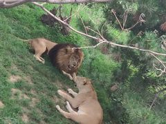 -石家庄市动物园