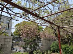 -嘉定紫藤园