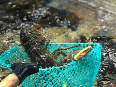 -盒马鲜生(曜一城店)
