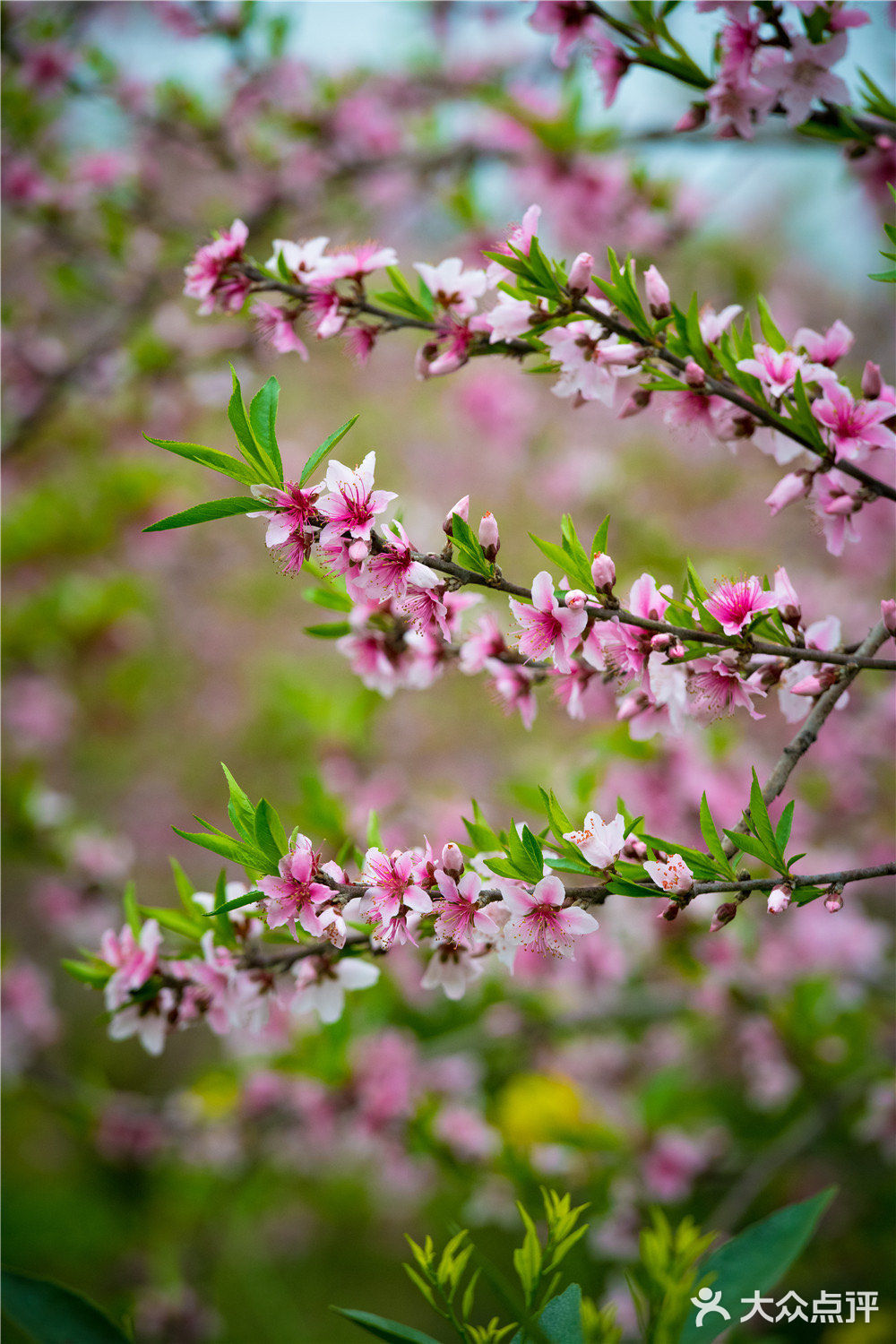 阳春三月里的桃花