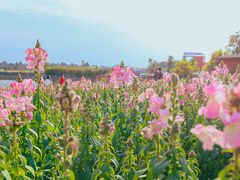 -空港花田景区