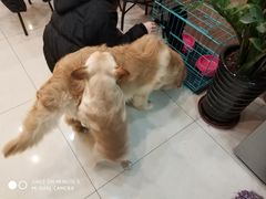 -精灵岛宠物生活馆(洪泽花园店)