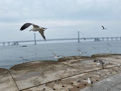 -星海湾跨海大桥