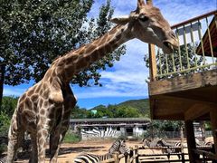 -大连森林动物园