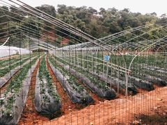 草莓园-好江南农庄·农家乐