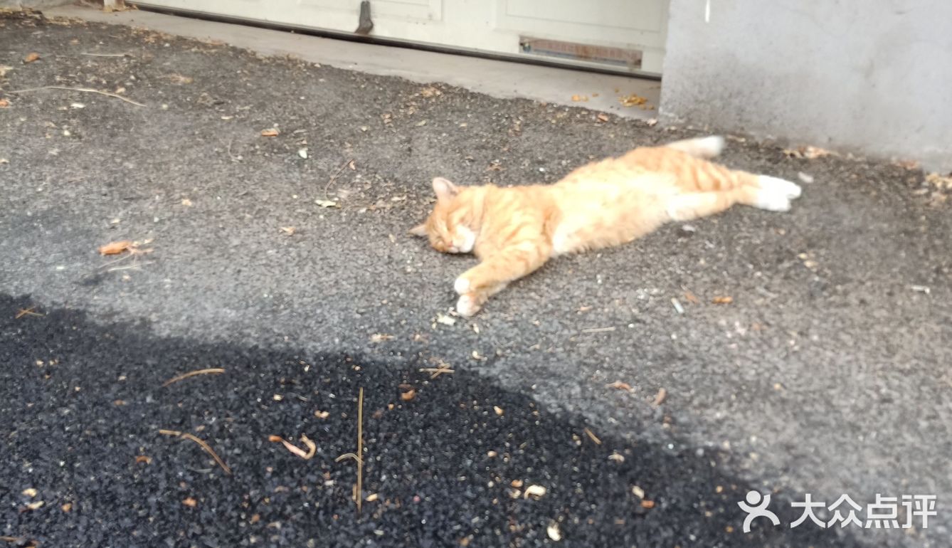 真的是一只小馋猫，外加小懒猫 每次下楼看到都很治愈