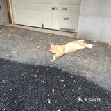 真的是一只小馋猫，外加小懒猫 每次下楼看到都很治愈