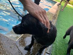 -汪说喵讲宠物乐园宠物酒店(红星美凯龙店)